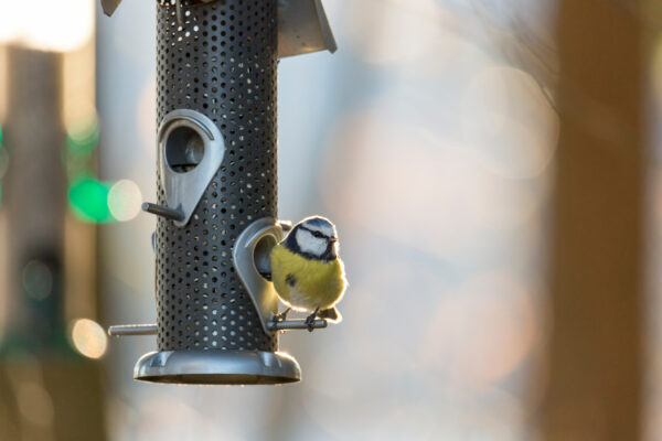 Bird on a Bird Feeder