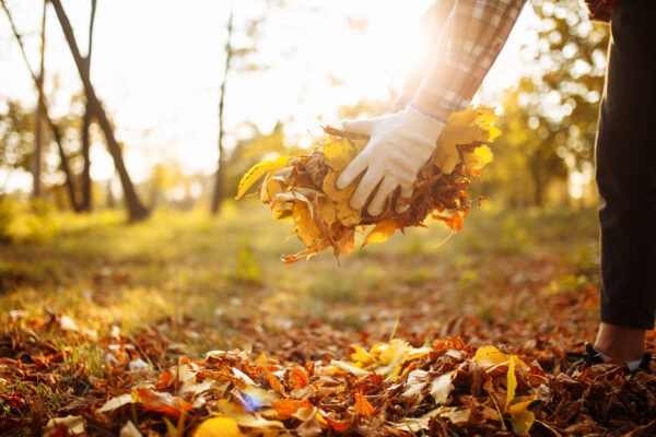 Person Handling a Pile of Leaves