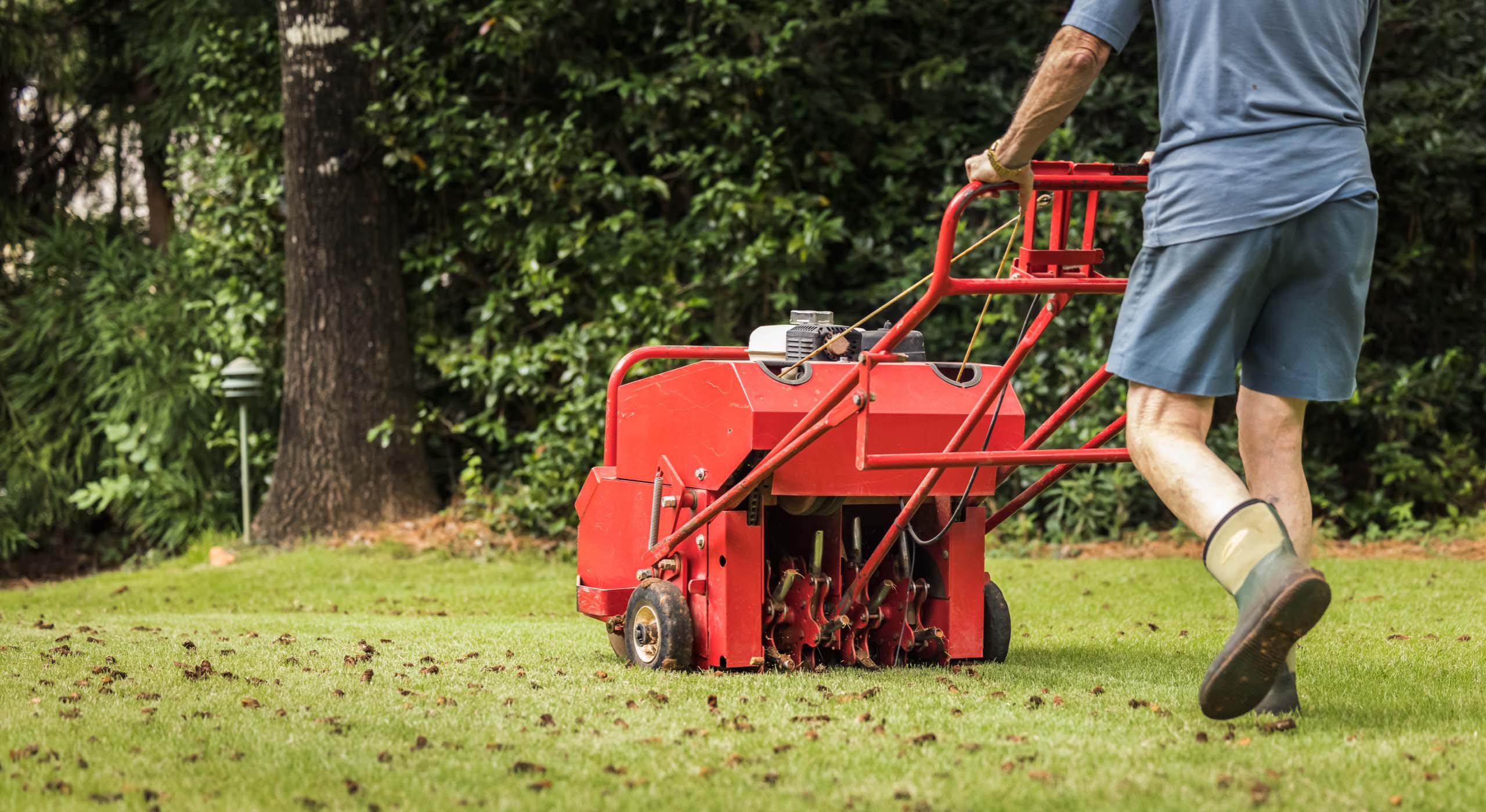 Homeowner operating a red core aerator on a green lawn with dense shrubbery in the background